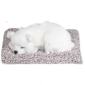 Sleeping Cute Dog & Cat | Dream Vazaar